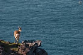 deer_cliff